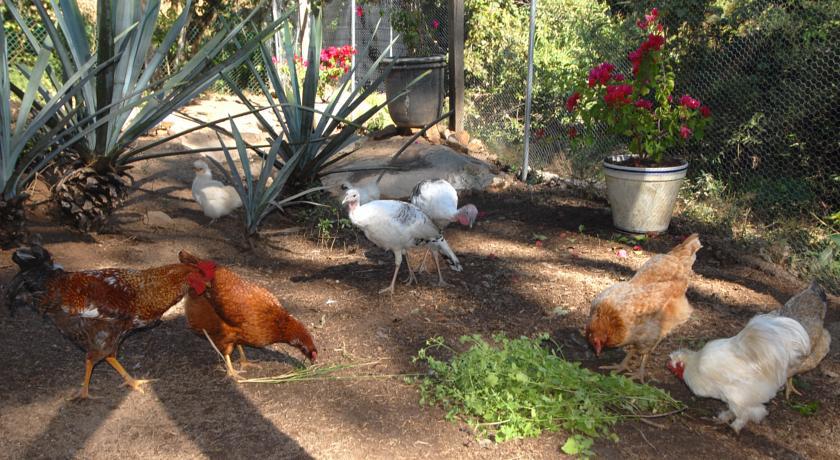 JALISCO Villa Azalea Inn & Organic Farm מראה חיצוני תמונה